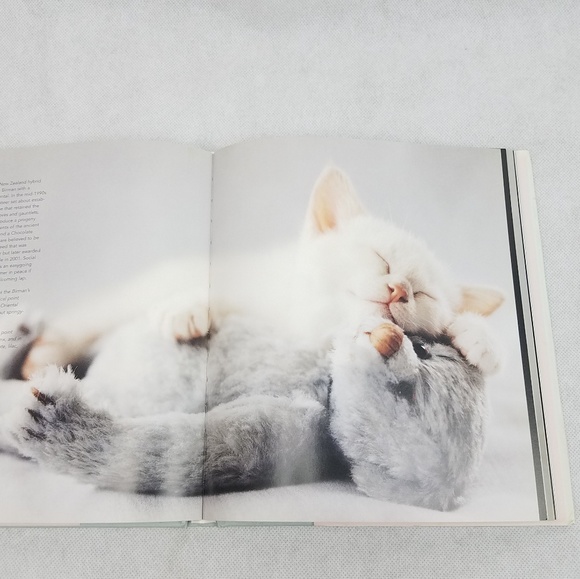 THE CAT'S PAJAMAS Cutest Cats Kitten Book - Picture 3 of 7